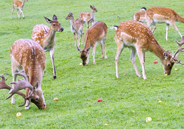 Deer Park