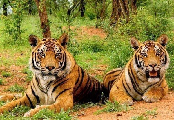 Sariska National Tiger Reserve