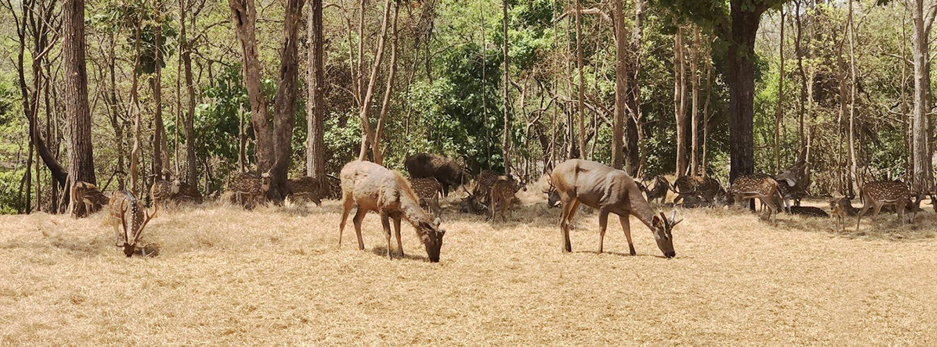 silvassa