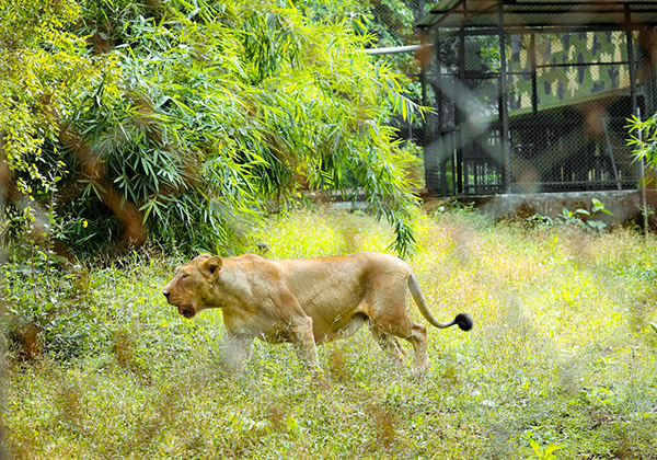 Silvassa Vasona Lion Safari